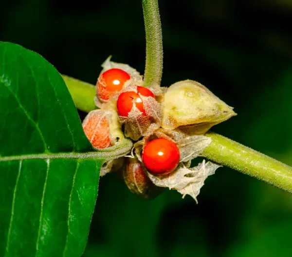 Ashwagandha: The Ancient Herb with Modern Health Benefits